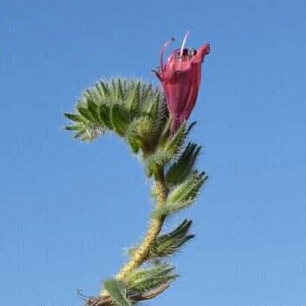 Echium angustifolium 花