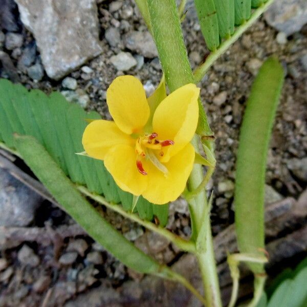 Chamaecrista glandulosa Квітка