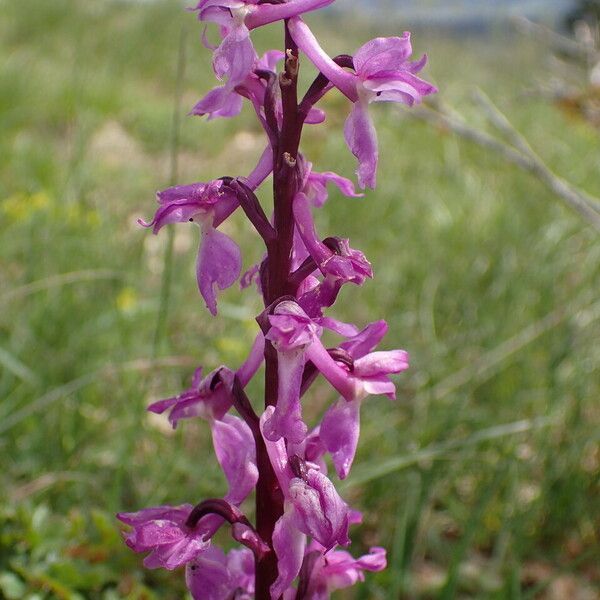 Orchis mascula फूल