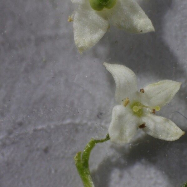 Galium pumilum Blüte