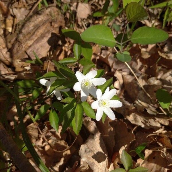 Anemonoides trifolia Blomma