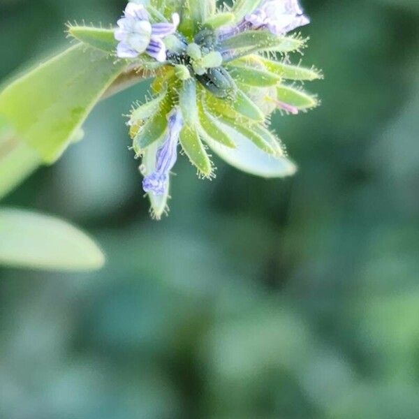 Linaria micrantha Blomma