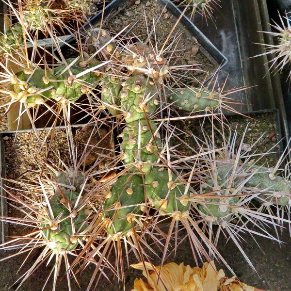 Tephrocactus weberi Habit