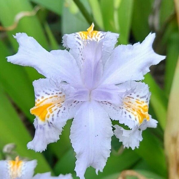 Iris japonica 花