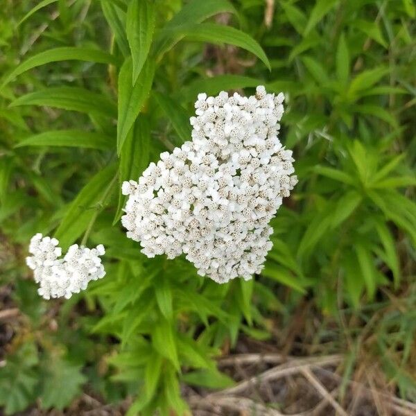 Achillea nobilis برگ