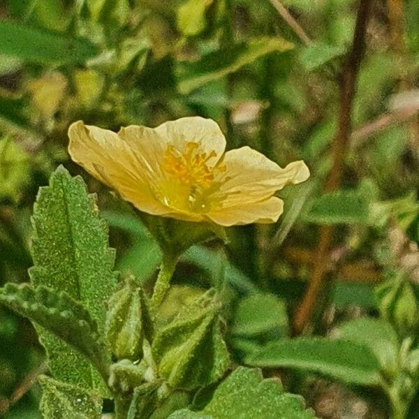 Sida rhombifolia Flors