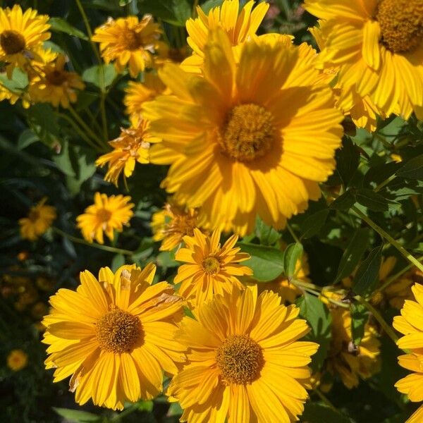 Heliopsis helianthoides Flower