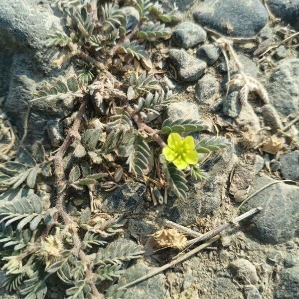 Tribulus cistoides Blüte