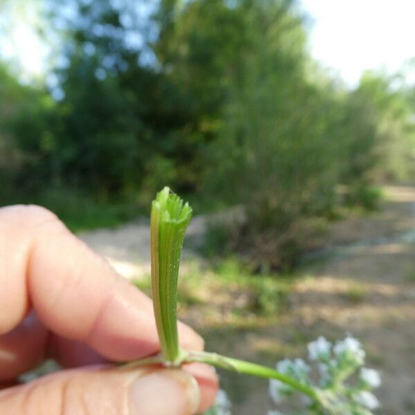 Valeriana officinalis Otro