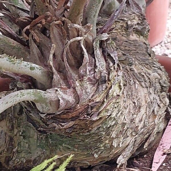 Zamia furfuracea Bark