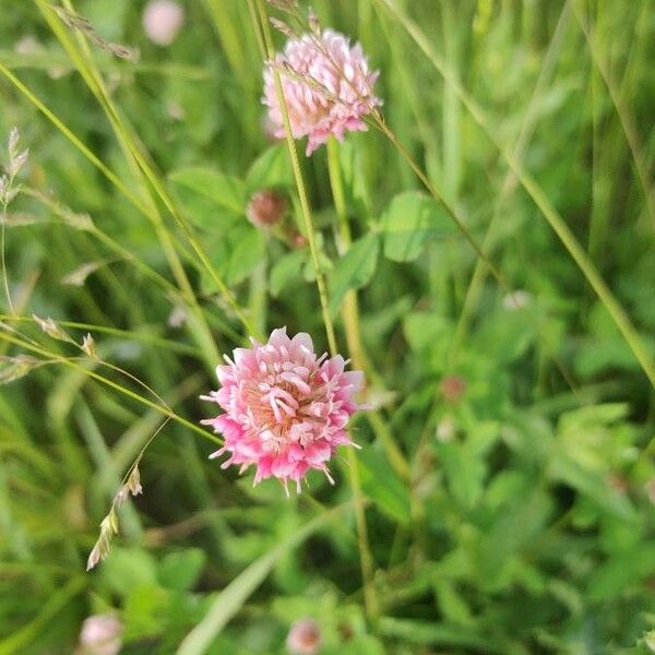 Trifolium hybridum Cvet