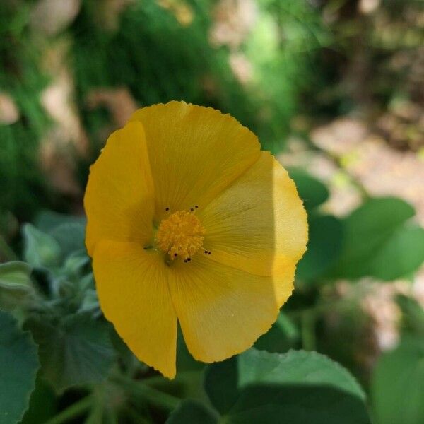 Abutilon grandifolium Blüte