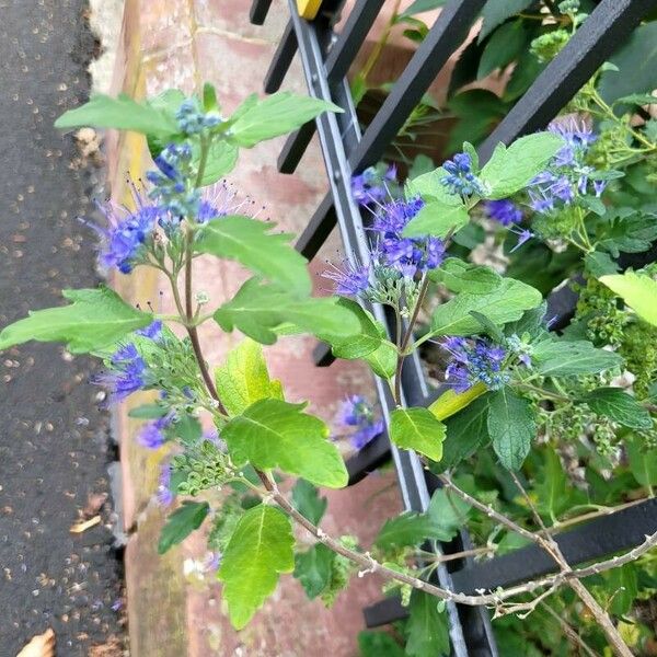 Caryopteris x clandonensis Habit