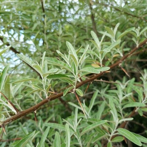 Elaeagnus angustifolia Leaf