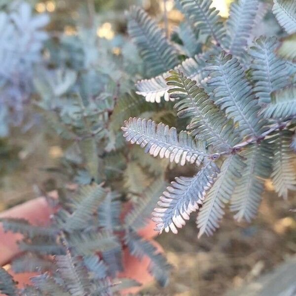 Acacia baileyana 葉