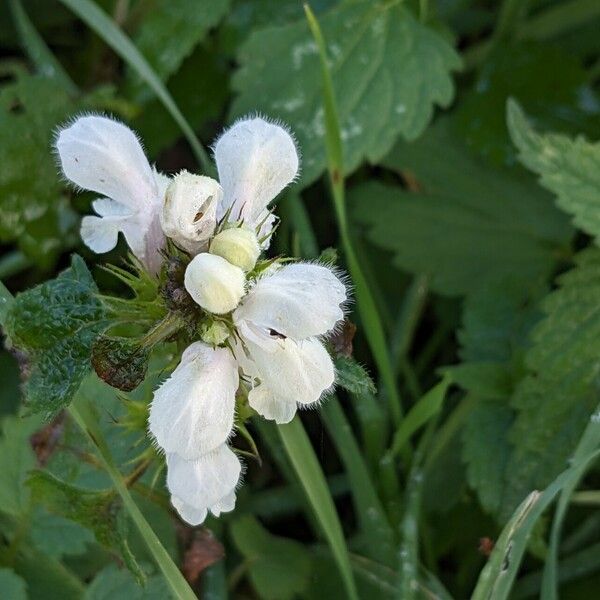 Lamium album Floro