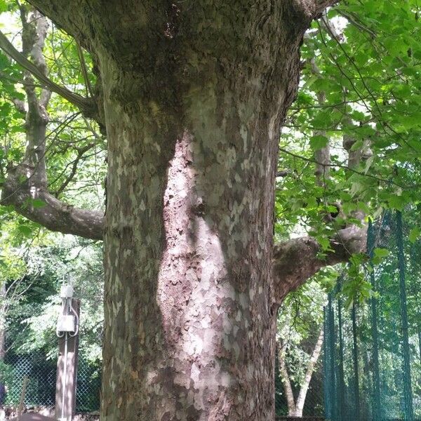 Platanus occidentalis Schors