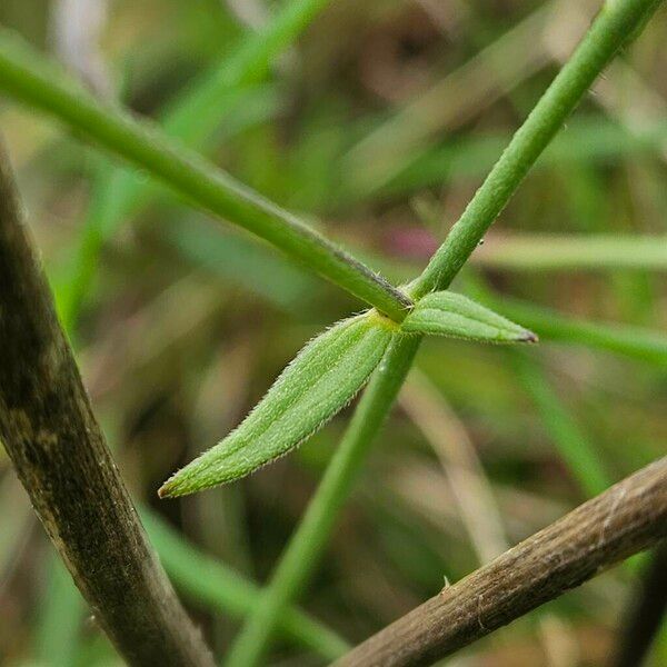 Ranunculus acris Leaf