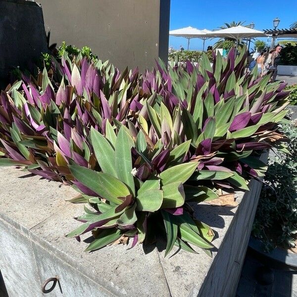 Tradescantia spathacea Leaf