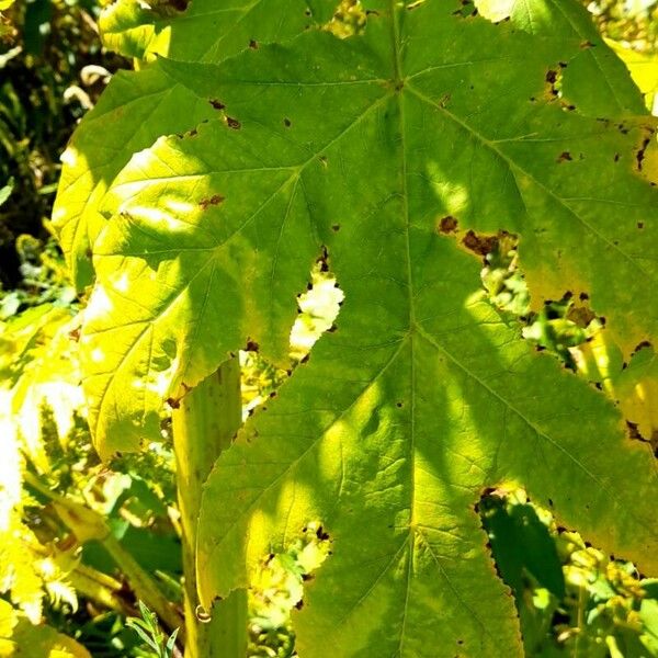 Heracleum mantegazzianum Leaf