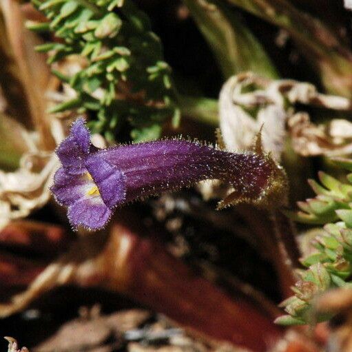 Orobanche uniflora ফুল