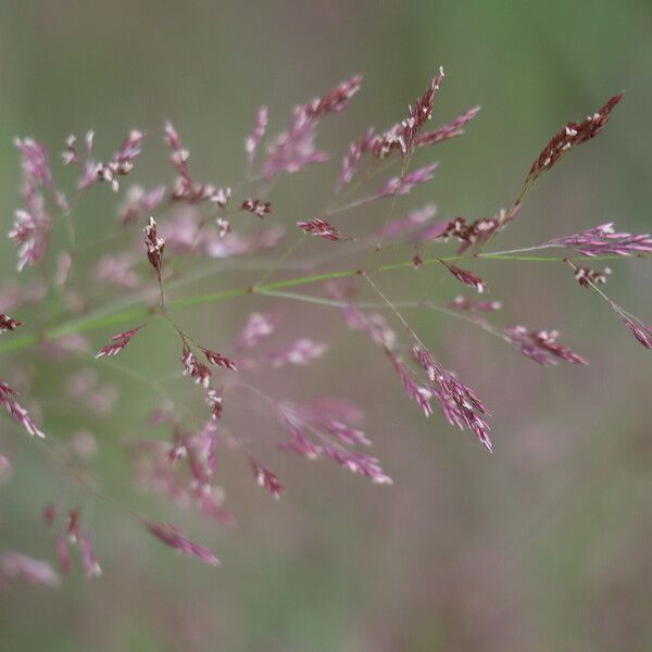 Agrostis vinealis Kwiat