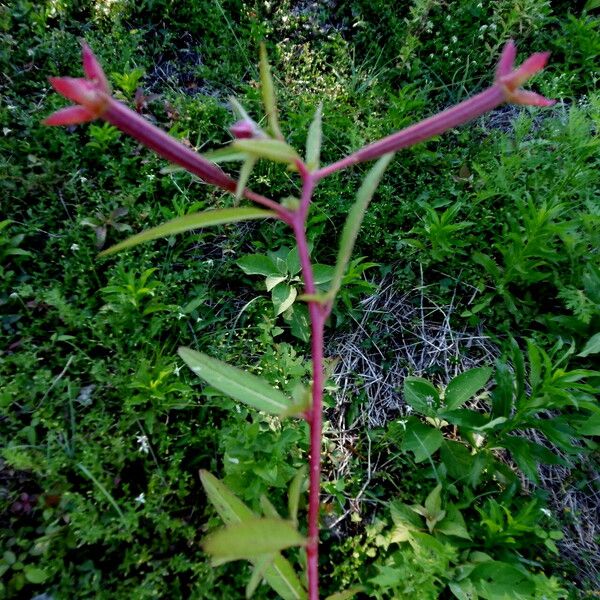 Ludwigia octovalvis 花