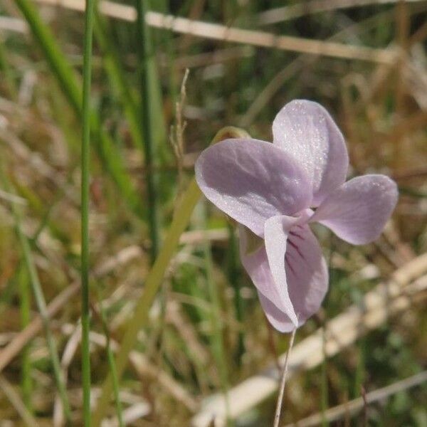 Viola palustris Λουλούδι