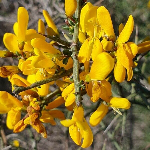 Cytisus spinosus Õis