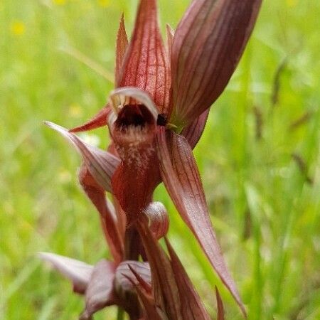 Serapias vomeracea Flor