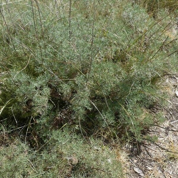Artemisia chamaemelifolia 葉