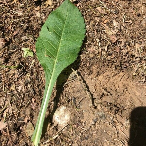 Knautia dipsacifolia Leaf