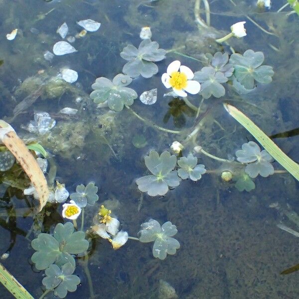 Ranunculus peltatus Habit