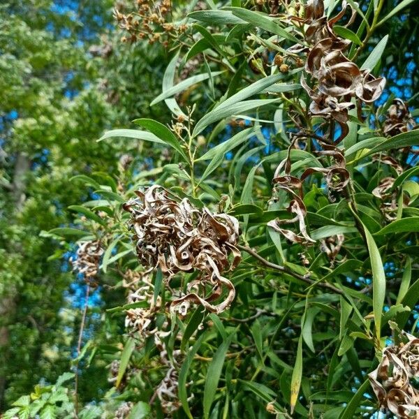 Acacia melanoxylon Deilen