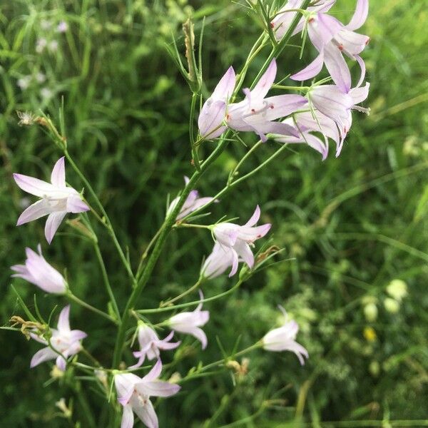 Campanula patula Blomma