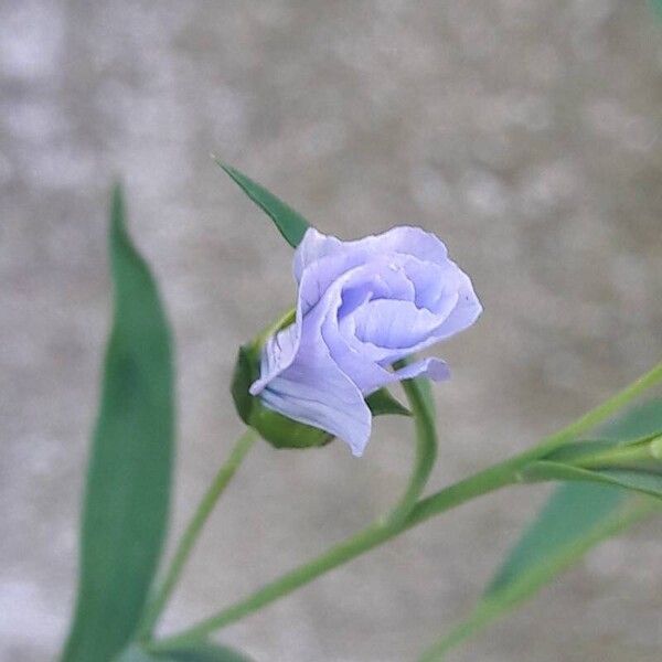 Linum usitatissimum Flower