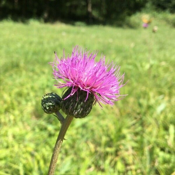 Cirsium canum Blüte