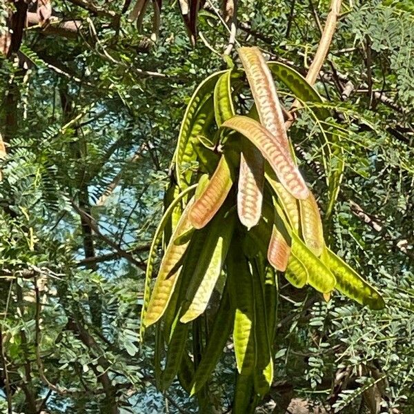 Leucaena leucocephala Hedelmä