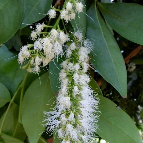 Inga laurina Flower