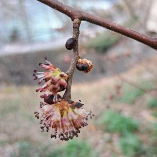 Ulmus glabra Žiedas