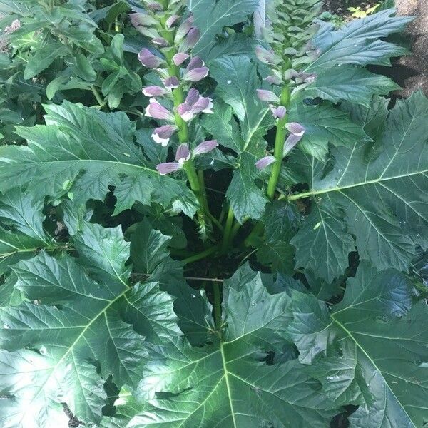 Acanthus mollis Yaprak