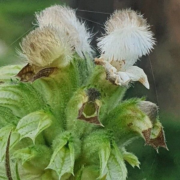 Leucas grandis Blomma