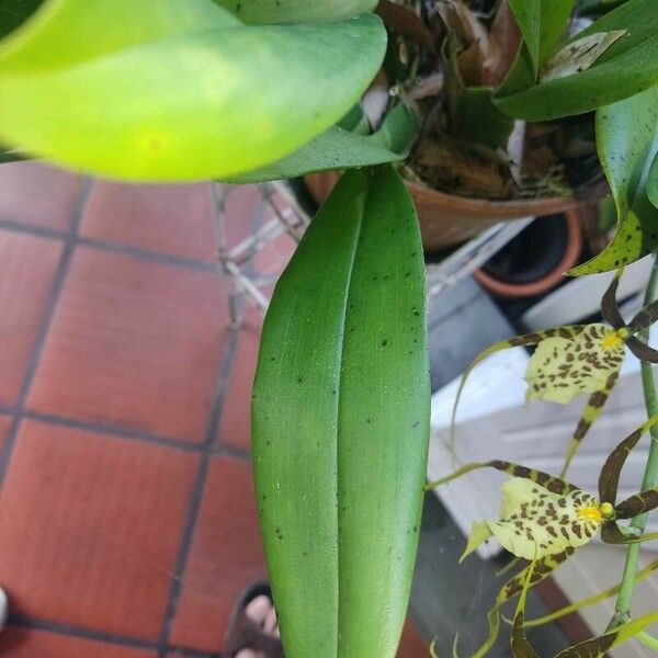 Brassia caudata Leaf