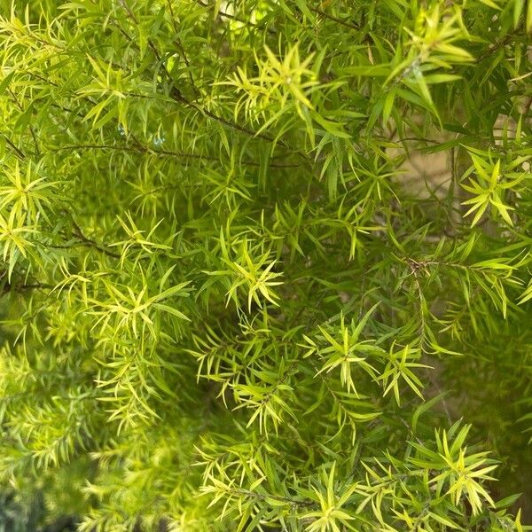 Melaleuca bracteata 葉