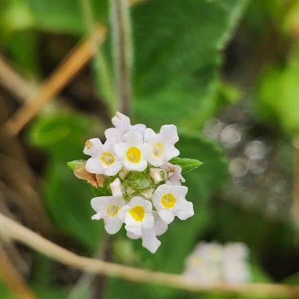 Lippia javanica Flor