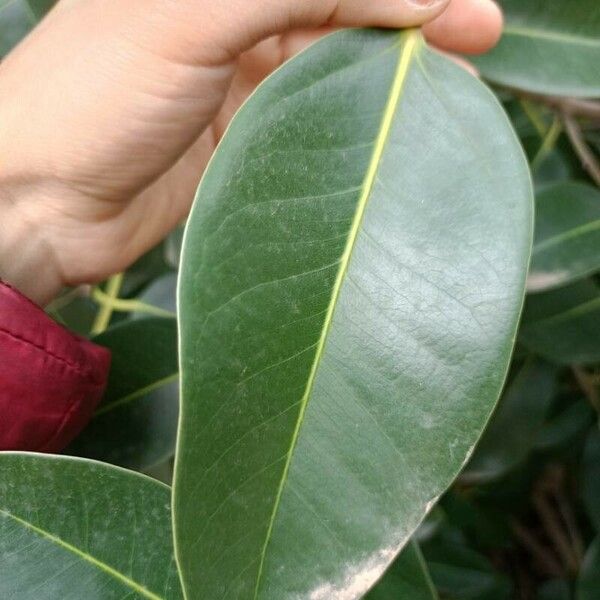 Ficus rubiginosa List