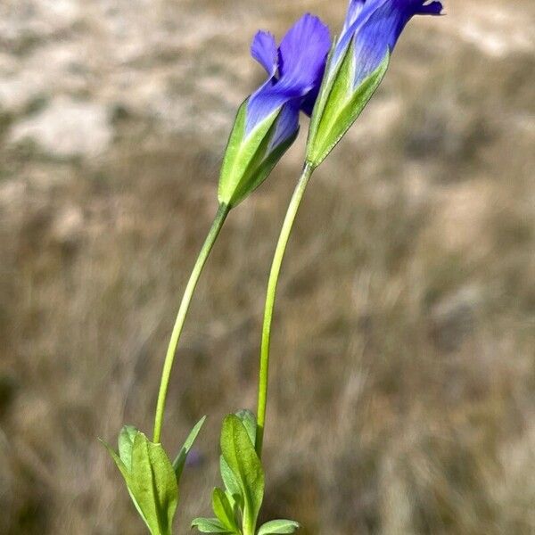 Gentianopsis thermalis موطن