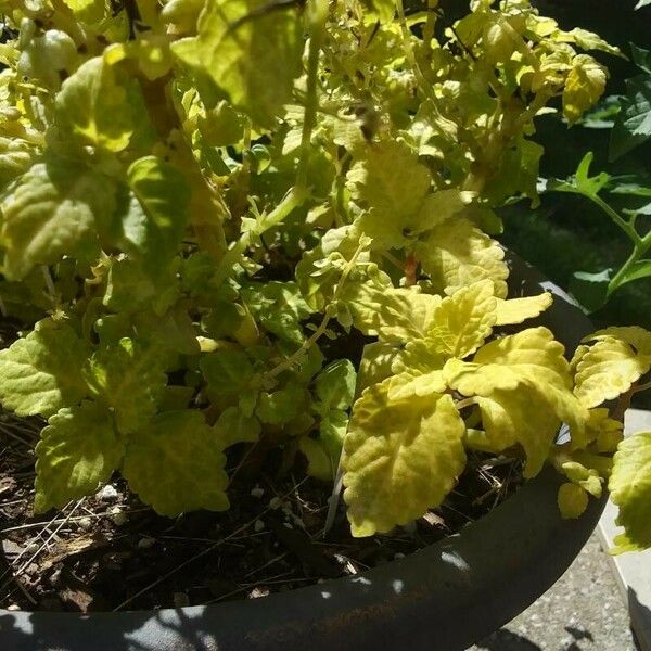 Coleus australis Leaf