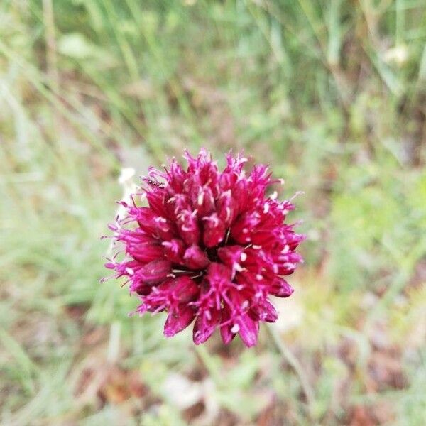 Allium rotundum Blüte