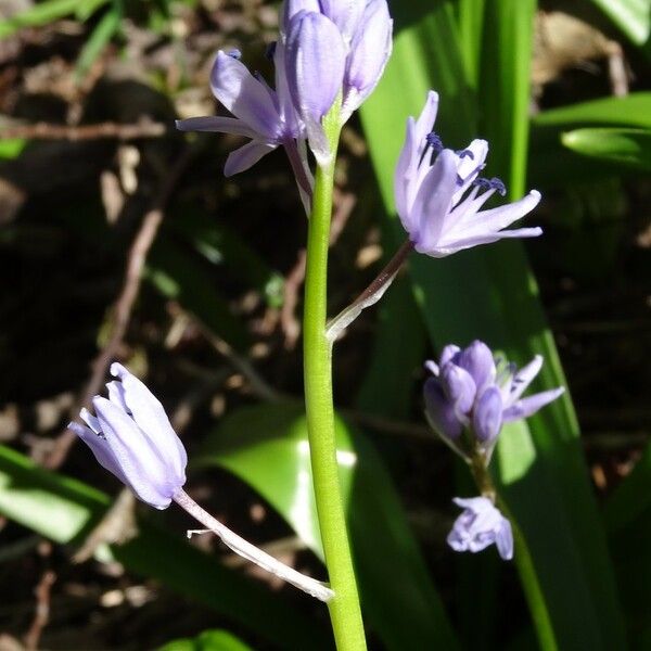 Scilla lilio-hyacinthus Кветка